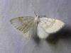 Asthena albulata